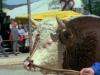 BROT UND STEINE 1978 (Schweiz)